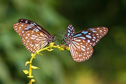 Two Blue Tiger butterflies