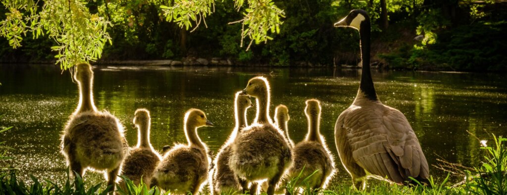 Family of Ducks